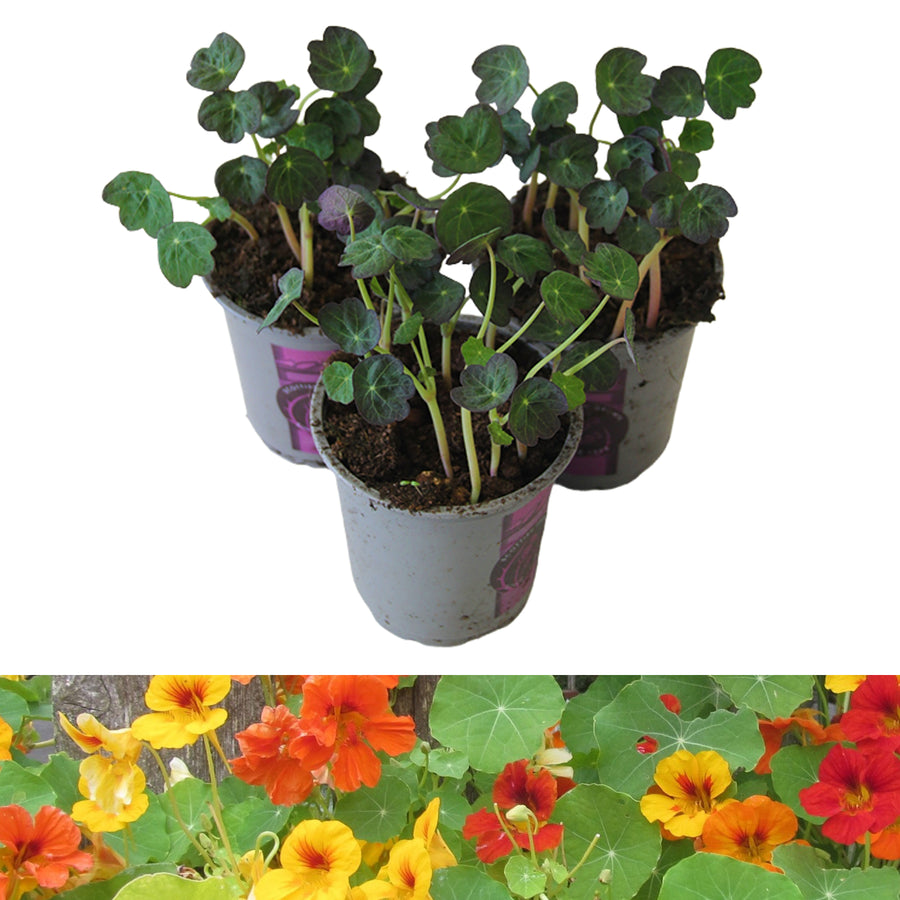 Nasturtium Plants (3 Plants) Nasturtium Plants (3 Plants) image1 2