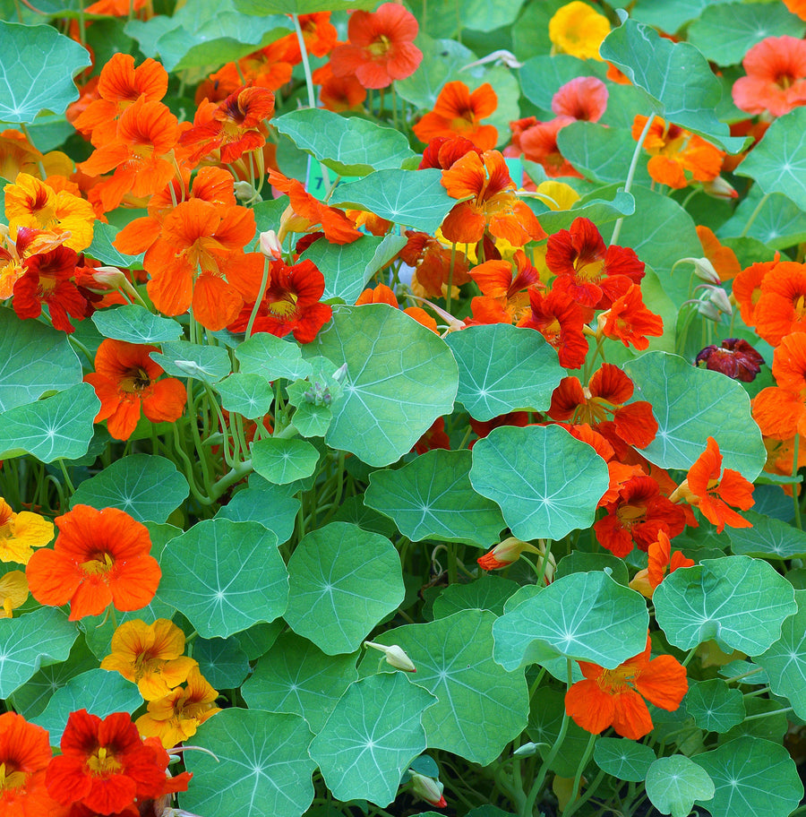 Nasturtium Plants (3 Plants) Nasturtium Plants (3 Plants) image3 3