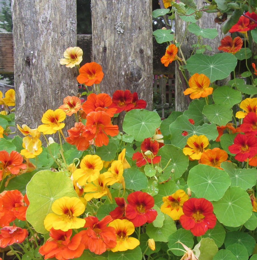 Nasturtium Plants (3 Plants) Nasturtium Plants (3 Plants) image4 4