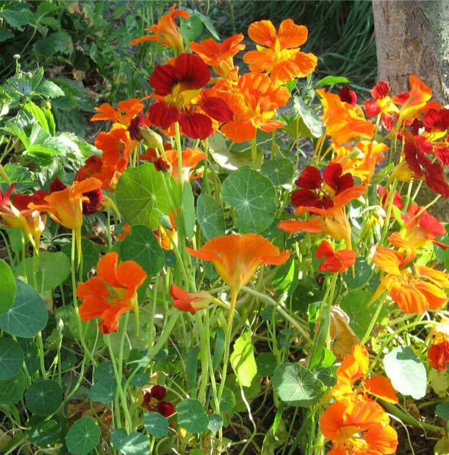 Nasturtium Plants (3 Plants) Nasturtium Plants (3 Plants) image2 1