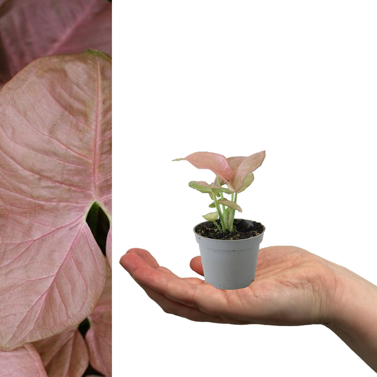 Syngonium Neon Robusta in 6cm Pot neonrobusta 2