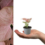 Syngonium Neon Robusta in 6cm Pot neonrobusta 2