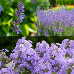Nepeta, Perovskia & Phlox Bare Root Mix  1