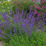 Nepeta Six Hills Giant 1L Pot Nepeta 'Six Hills Giant' image2 2