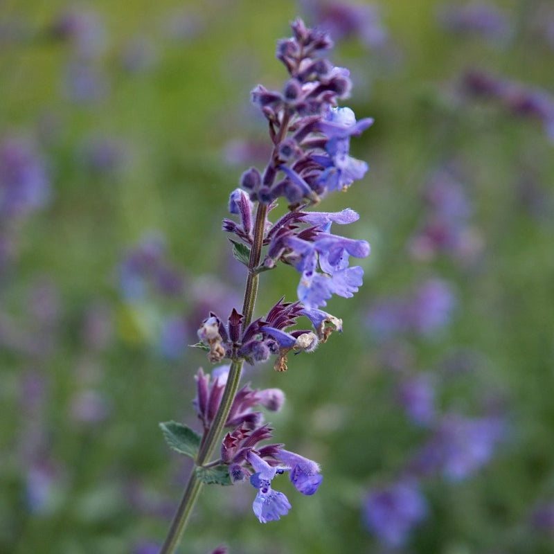 Nepeta Six Hills Giant 1L Pot Nepeta 'Six Hills Giant' image3 4