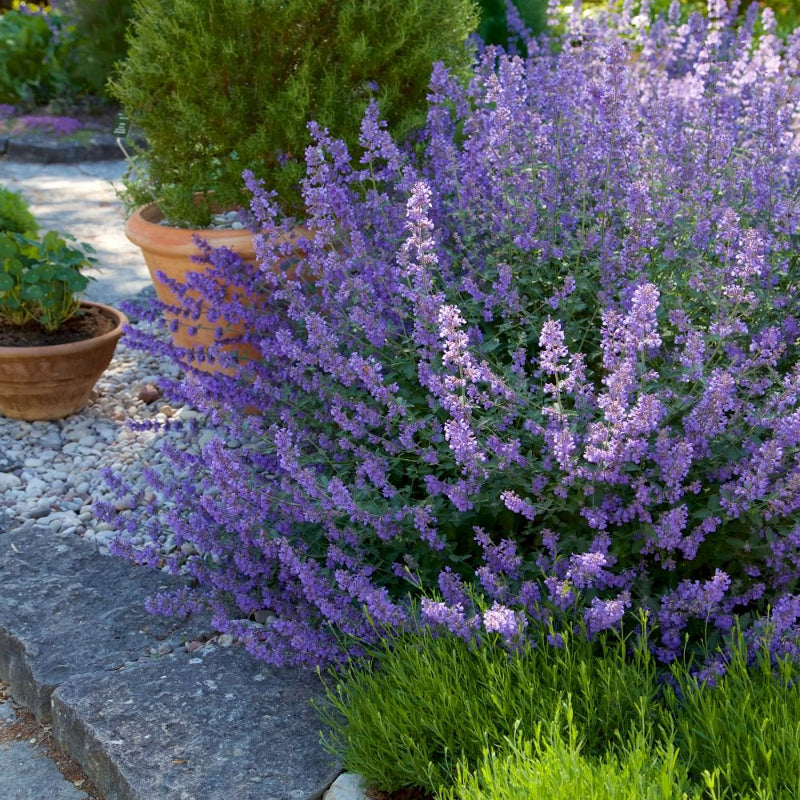 Nepeta Six Hills Giant 1L Pot Nepeta 'Six Hills Giant' image4 5