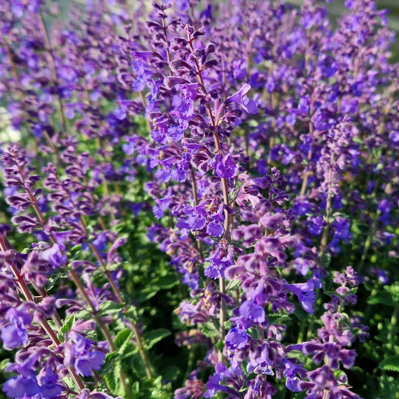 Nepeta Six Hills Giant 1L Pot Nepeta 'Six Hills Giant' image1 1