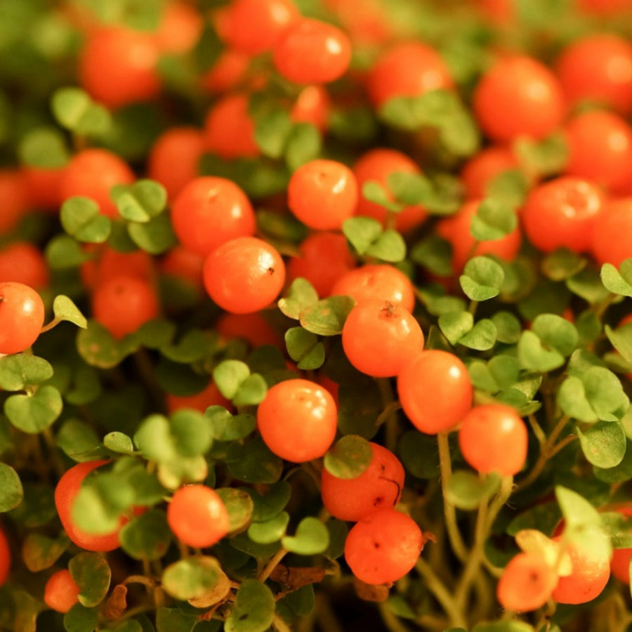 Nertera Granadensis Astrid nertera astrid indoor plant orange berries - image3 1