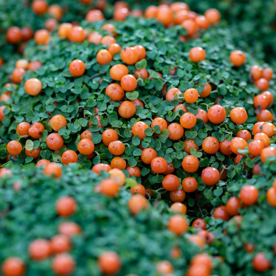 Nertera Granadensis Astrid nertera astrid indoor plant orange berries - image4 4