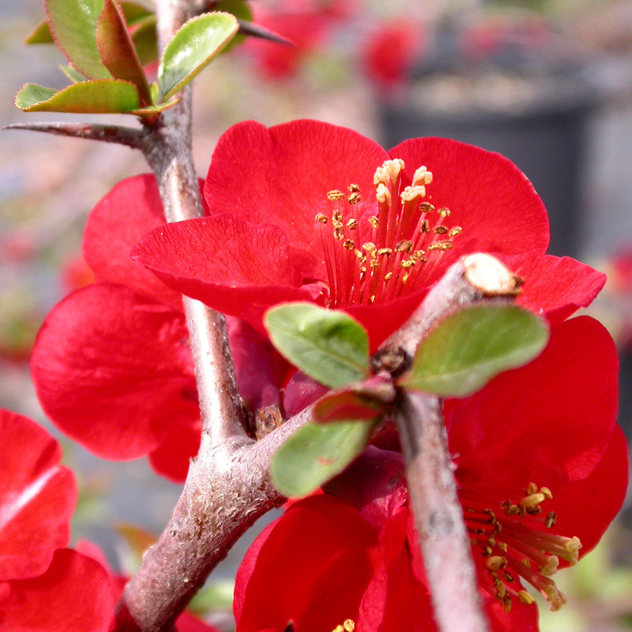 Chaenomeles Nicoline - Red Quince Shrub nicoline 3