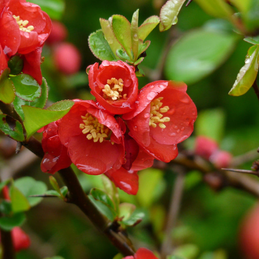 Chaenomeles Nicoline - Red Quince Shrub nicoline1 2