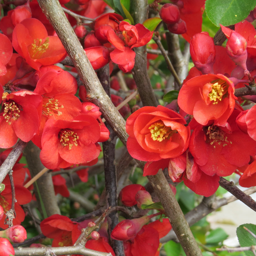 Chaenomeles Nicoline - Red Quince Shrub nicoline2 1
