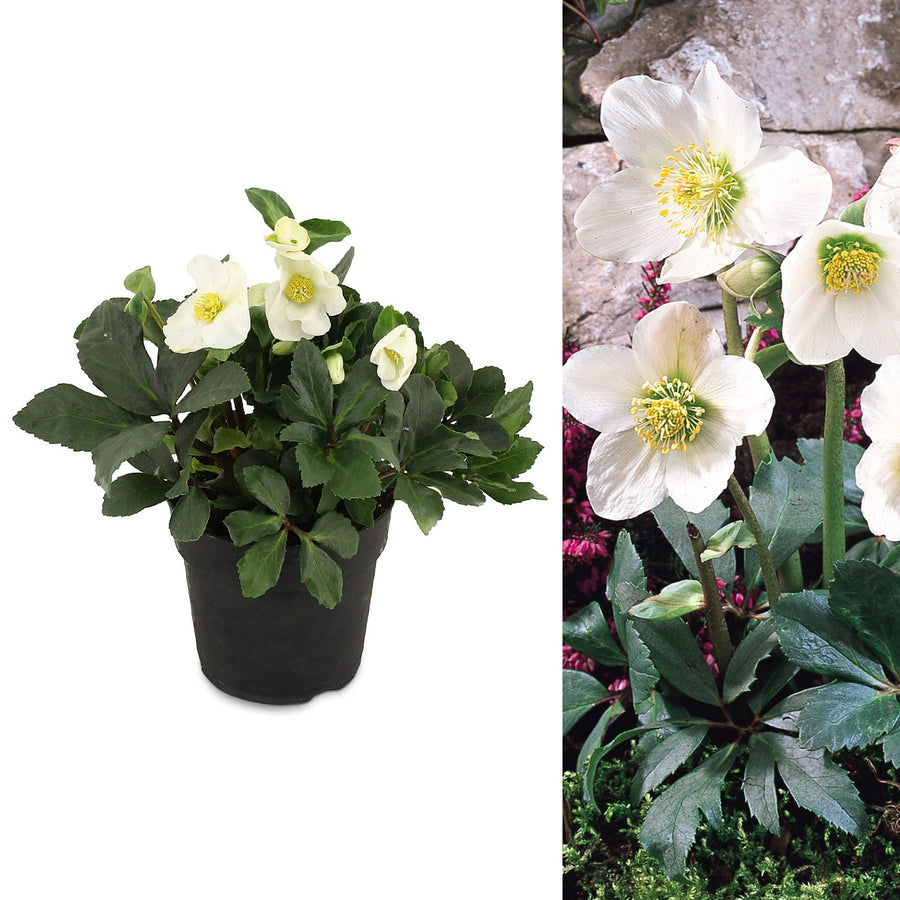 Helleborus "Niger" niger 2