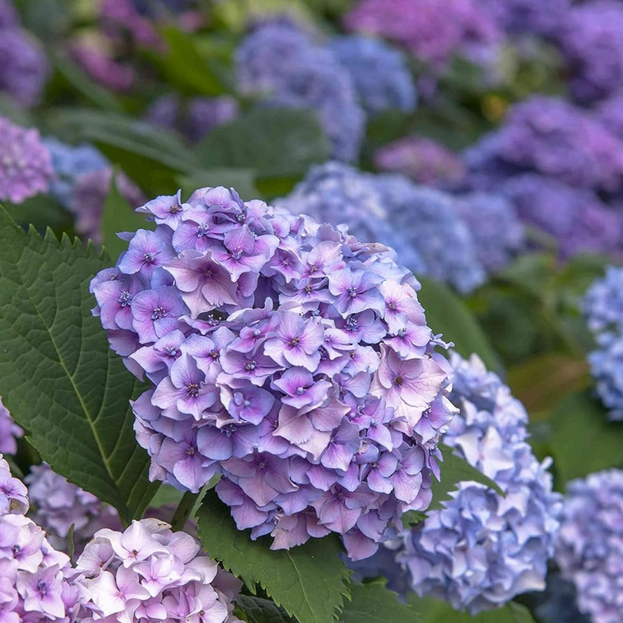 Hydrangea Macrophylla Nikko Blue Hydrangea macrophylla 'Nikko Blue' image3 2