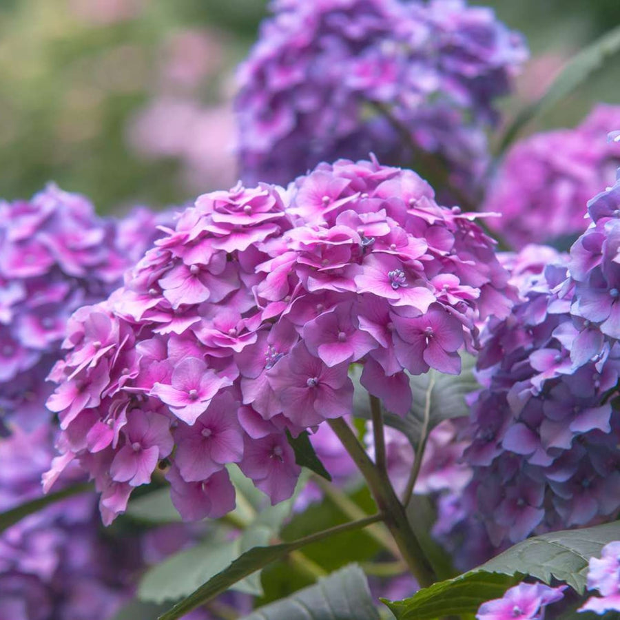 Hydrangea Macrophylla Nikko Blue Hydrangea macrophylla 'Nikko Blue' image4 3