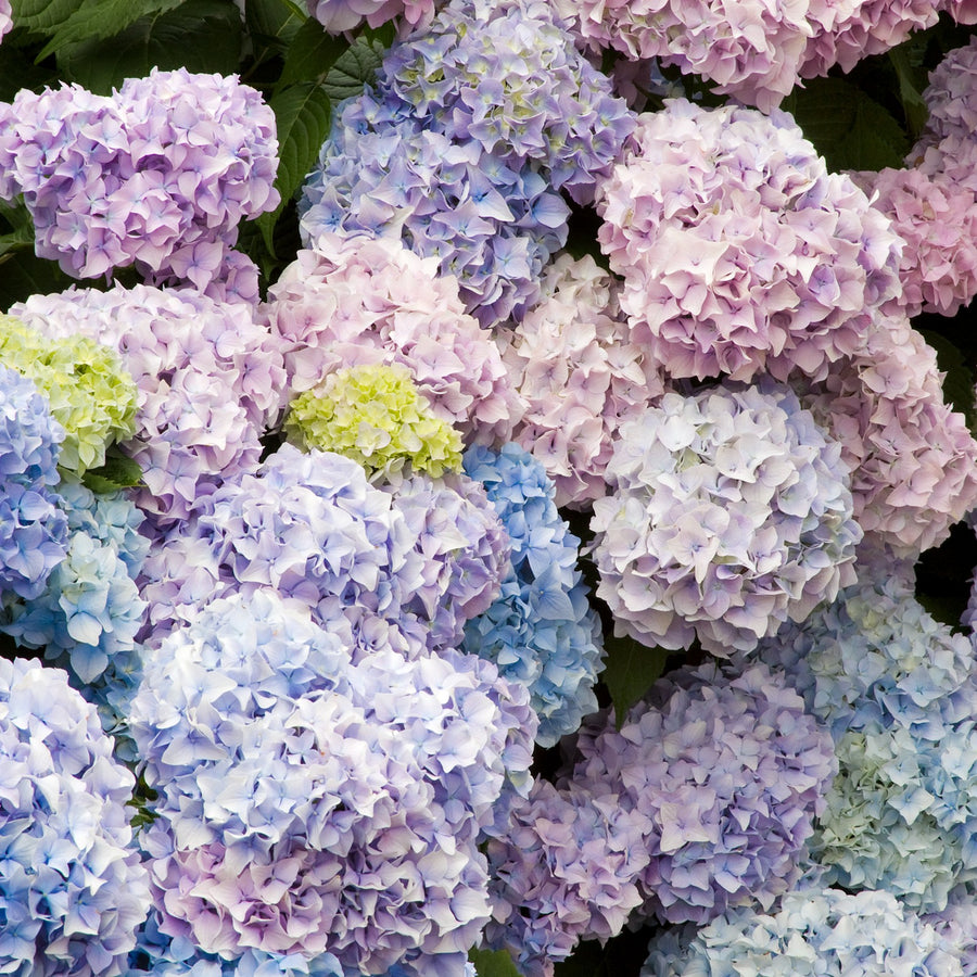 Hydrangea Macrophylla Nikko Blue Hydrangea macrophylla 'Nikko Blue' image1 4