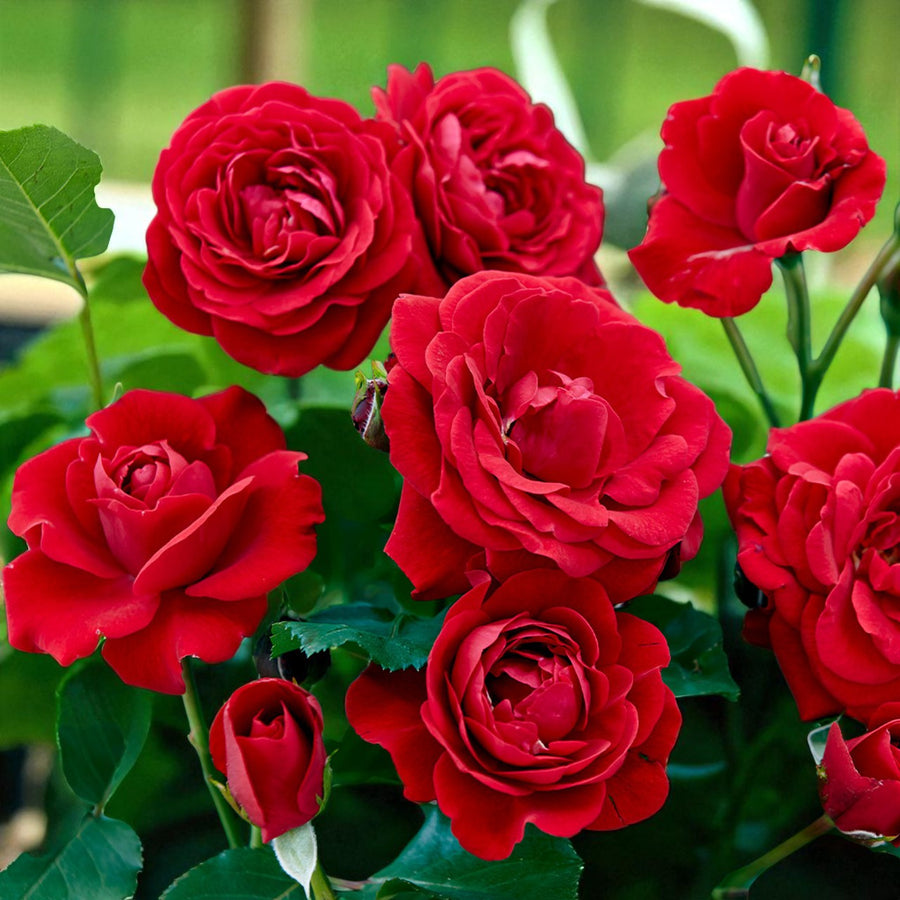 Nina Rosa Rose Bush  3