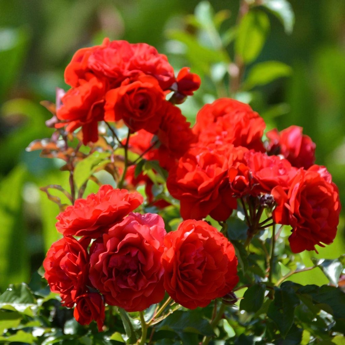 Nina Rosa Rose Bush