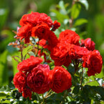 Nina Rosa Rose Bush  2