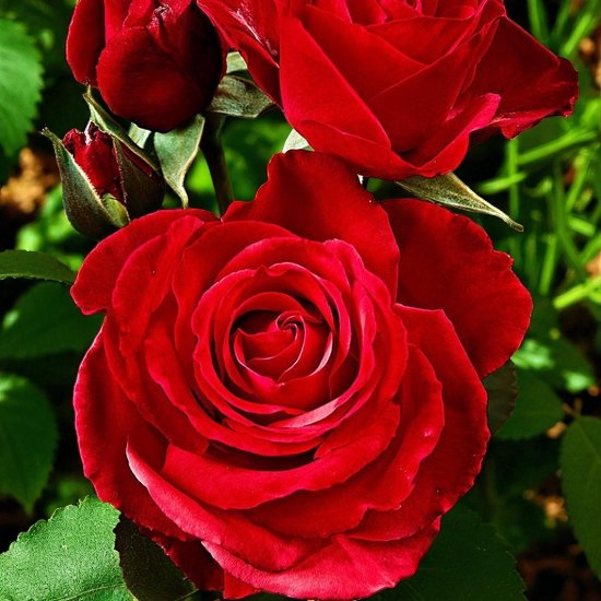 Nina Rosa Rose Bush