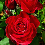 Nina Rosa Rose Bush  1