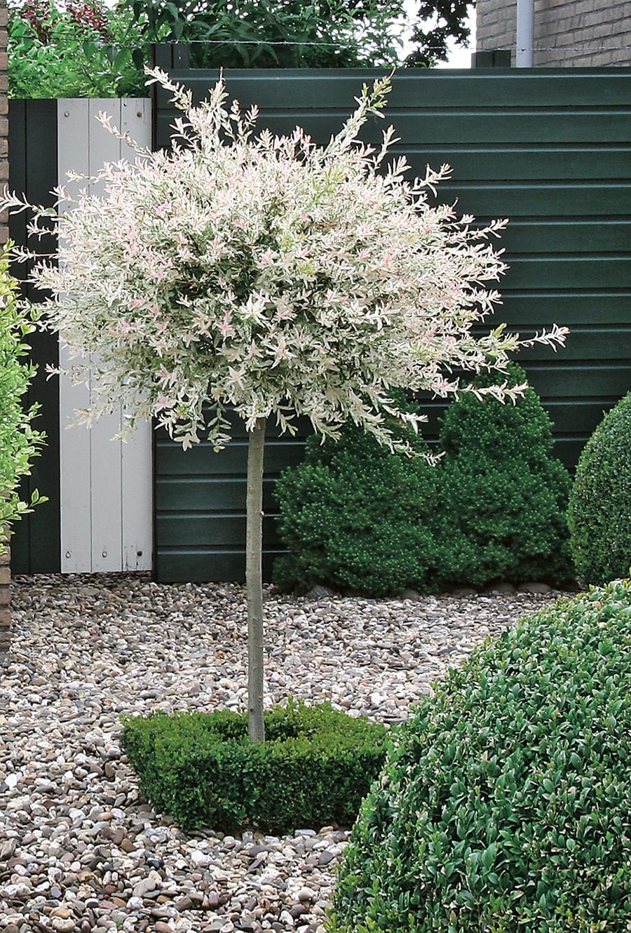 Flamingo Tree - Salix Integra 'Hakuro Nishiki' 60cm Tree nishiki 4