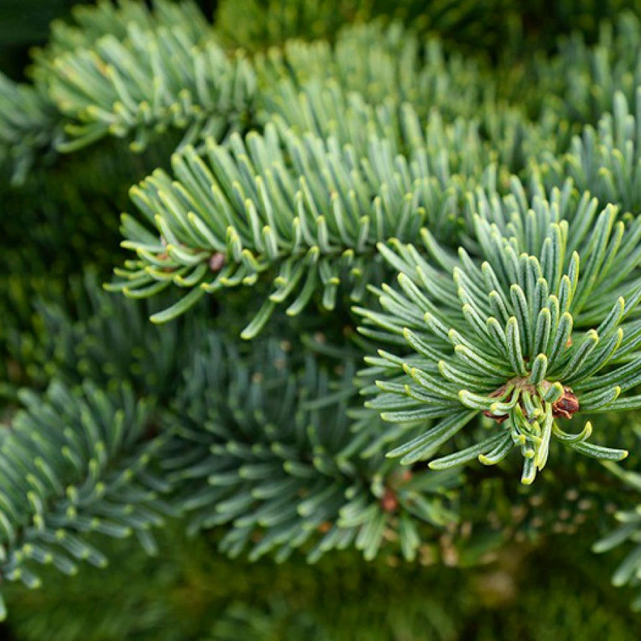 Real Noble Fir Fresh Foliage