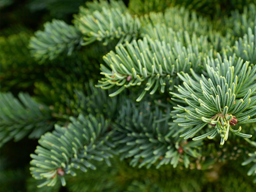 Real Noble Fir Fresh Foliage  2