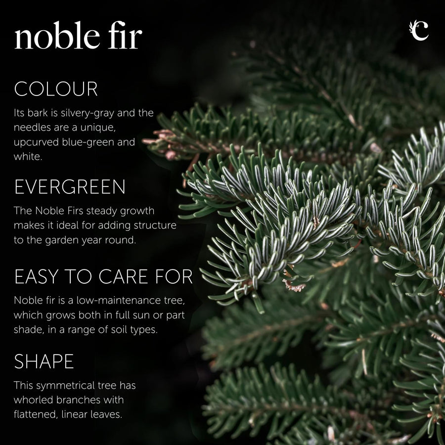 Noble Fir Pot Grown Christmas Tree Close-up of Noble Fir foliage showing short, dense needles with bluish-white undersides, alongside text highlighting colour, growth, and maintenance. 2