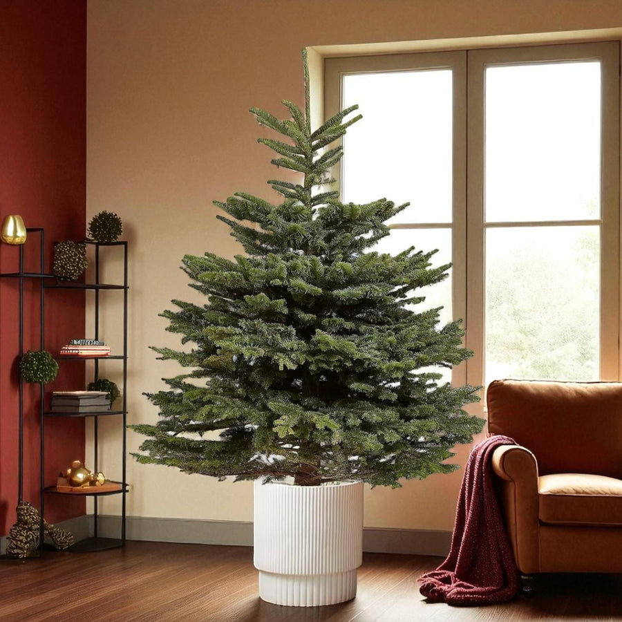 Noble Fir Pot Grown Christmas Tree Pot grown Noble fir Christmas tree indoors by a large window, placed in a white ribbed planter beside a cosy armchair with a red throw. 1