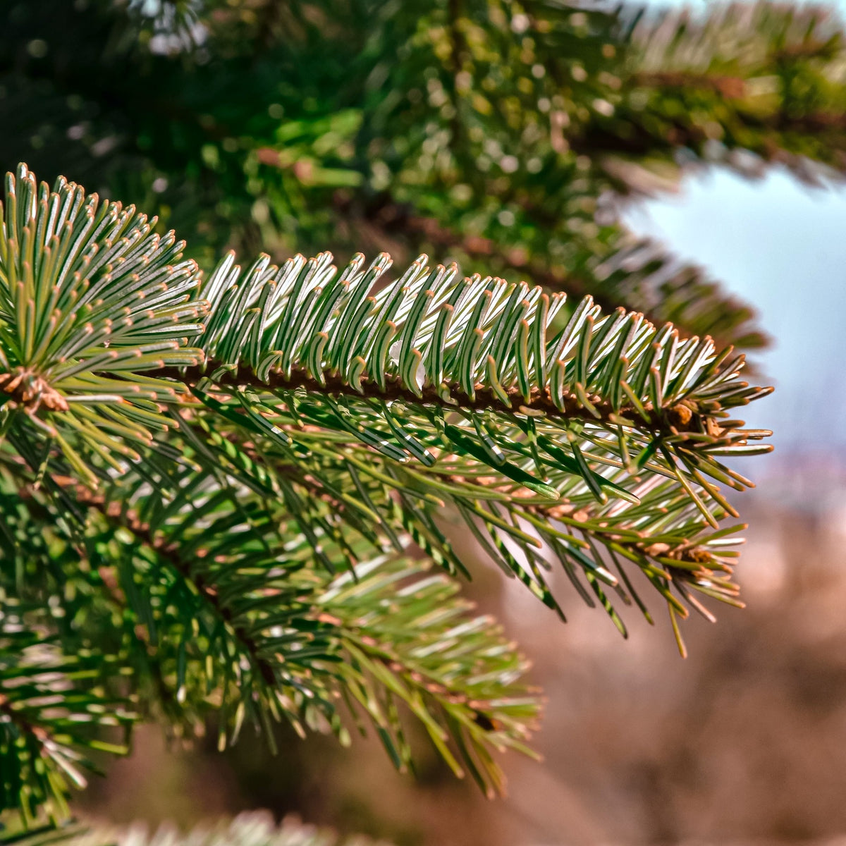 Noble Fir Pot Grown Christmas Tree