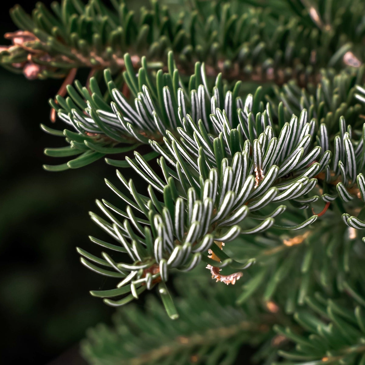 Noble Fir Pot Grown Christmas Tree