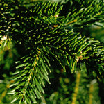 Noble Fir Pot Grown Christmas Tree Detailed shot of Noble Fir branches with upward-curving, flat needles in a deep green hue. 4