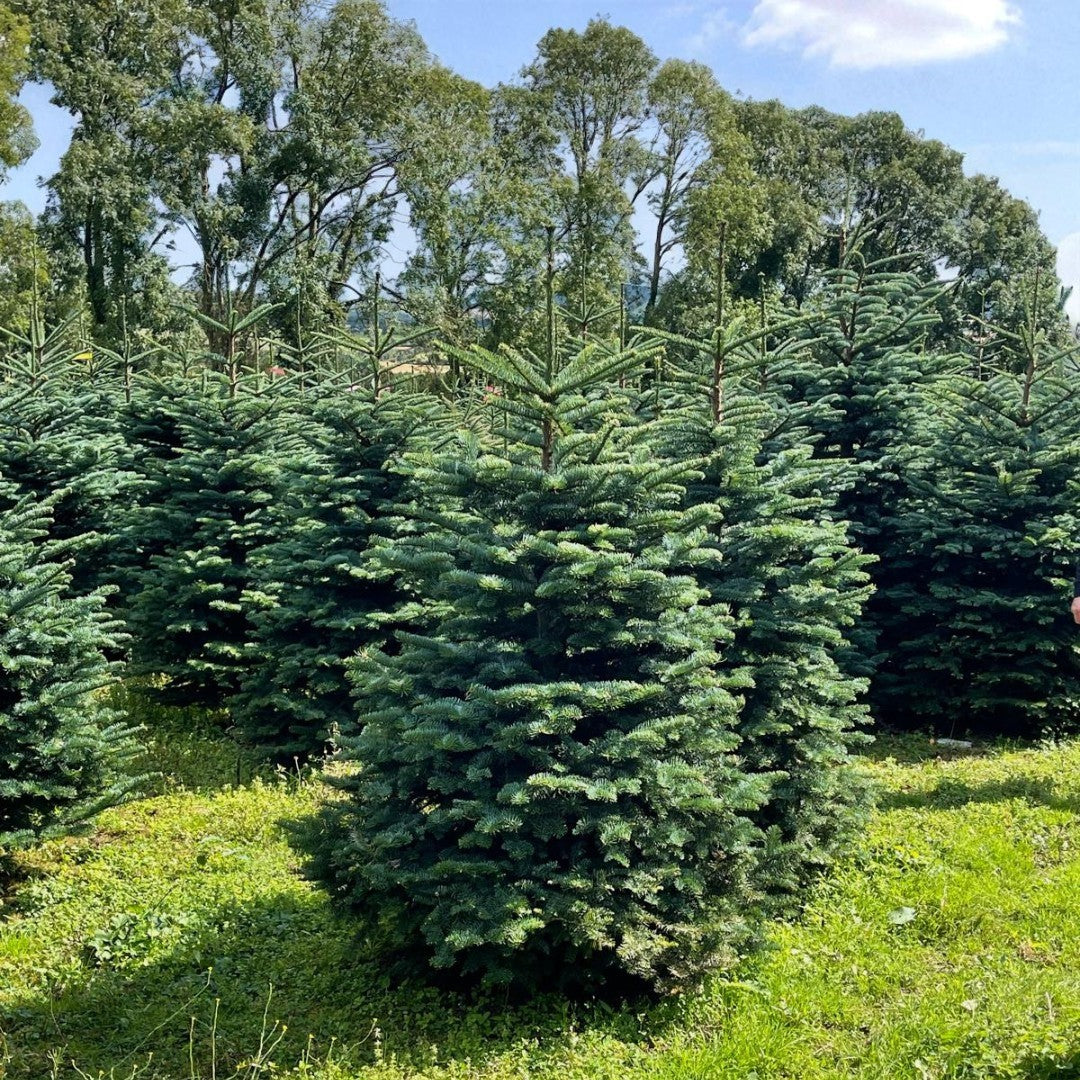 Noble Fir Pot Grown Christmas Tree Rows of mature Noble Fir trees in a plantation, each with a rounded base and strong central leader, surrounded by lush green grass. 5
