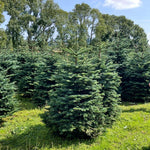 Noble Fir Pot Grown Christmas Tree Rows of mature Noble Fir trees in a plantation, each with a rounded base and strong central leader, surrounded by lush green grass. 5