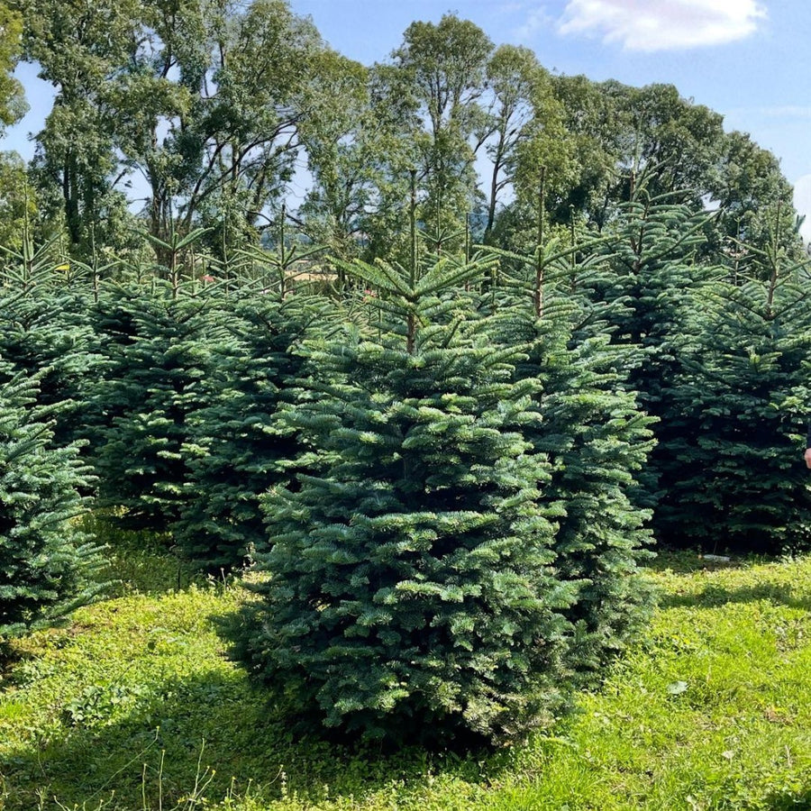 Noble Fir Pot Grown Christmas Tree Rows of mature Noble Fir trees in a plantation, each with a rounded base and strong central leader, surrounded by lush green grass. 5