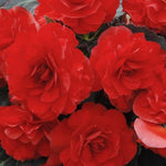 Begonia Summer Bedding Plant Cluster of vivid red double begonia flowers with lush green foliage, blooming together. 2