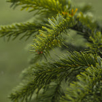 Nordmann Fir Pot Grown Christmas Tree  2