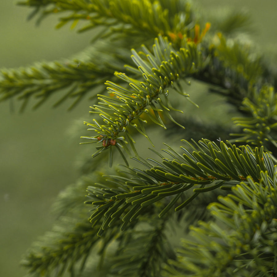 Nordmann Fir Pot Grown Christmas Tree  2