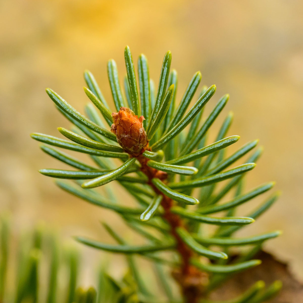 Nordmann Fir Pot Grown Christmas Tree