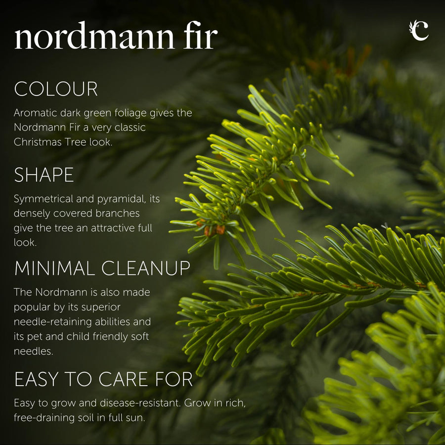Nordmann Fir Pot Grown Christmas Tree Close-up of Nordmann Fir foliage with a soft-focus forest background. Text overlay highlights features including its dark green colour, symmetrical pyramid shape, low needle drop, and easy-care qualities. 5