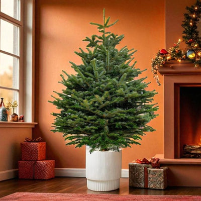 Pot grown Nordmann fir Christmas tree placed indoors by a fireplace, with wrapped presents around and festive decorations in the background.
