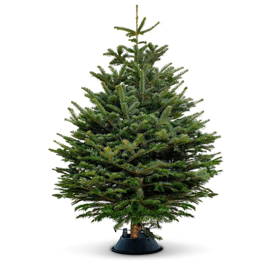Nordmann Fir Real Fresh Cut Christmas Tree Nordmann Fir Real Fresh Cut Christmas Tree (4ft - 8ft) image1 4