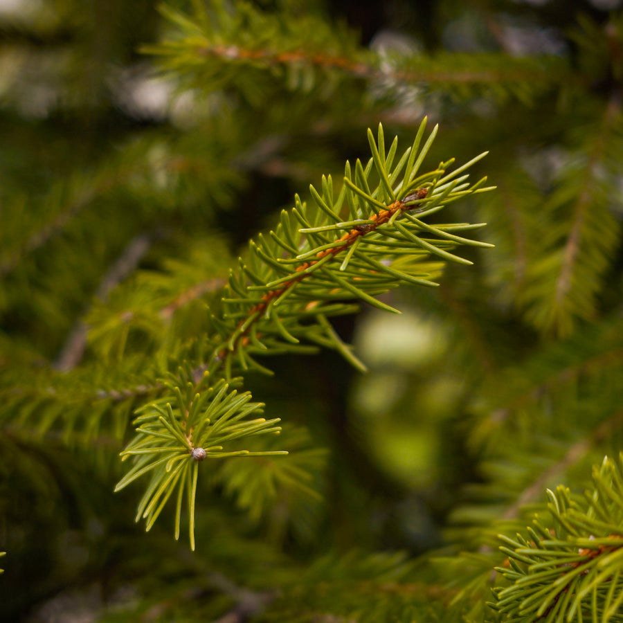 Norway Spruce Pot Grown Christmas Tree  2