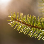 Norway Spruce Pot Grown Christmas Tree  3