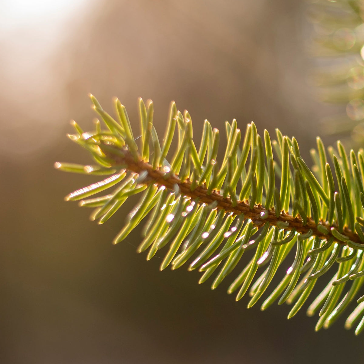 Norway Spruce Pot Grown Christmas Tree