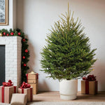 Norway Spruce Pot Grown Christmas Tree Pot grown Norway spruce Christmas tree indoors beside a decorated fireplace, with wrapped presents placed around the base. 1