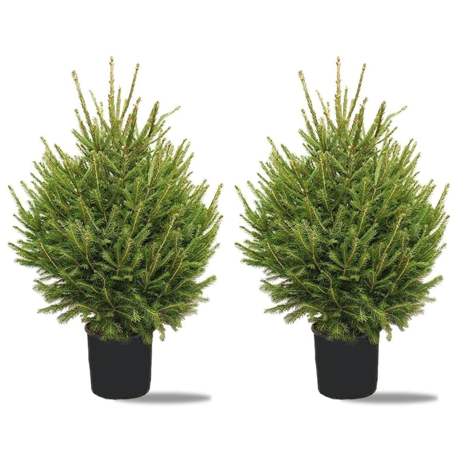 2 x Norway Spruce - Pot Grown Christmas Tree (3ft - 5ft) 2 x Norway Spruce - Pot Grown Christmas Tree (3ft - 5ft) image1 3