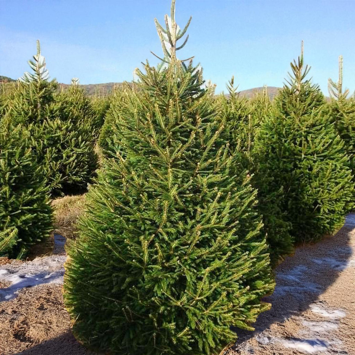 Norway Spruce Pot Grown Christmas Tree Norway spruce Christmas trees growing outdoors on a plantation, with dense green branches and a conical shape under a clear blue sky. 3