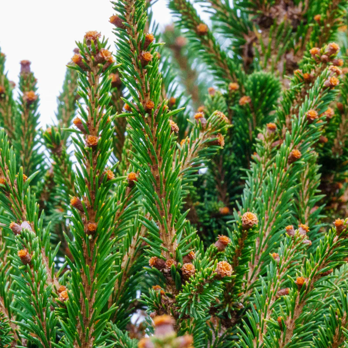 Real Norway Spruce Pot Grown Christmas Tree | Potted Tree | Carbeth Plants